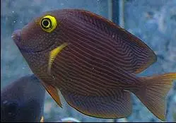 Ctenochaetus strigosus M Hawaii kirurgfisk